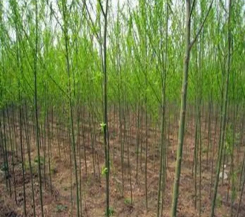 柳树苗行道绿化工程垂柳成活率高耐旱耐寒《生长速度快》