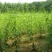 柳树苗行道绿化工程垂柳成活率高耐旱耐寒《生长速度快》
