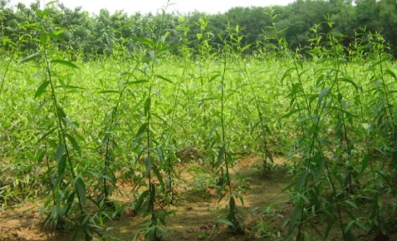 柳树苗行道绿化工程垂柳成活率高耐旱耐寒《生长速度快》