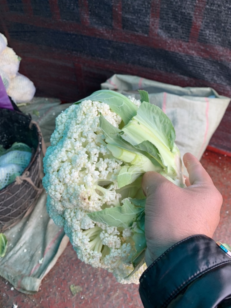 菜花瑞安市登明蔬菜专业合作社