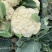 菜花瑞安市登明蔬菜专业合作社