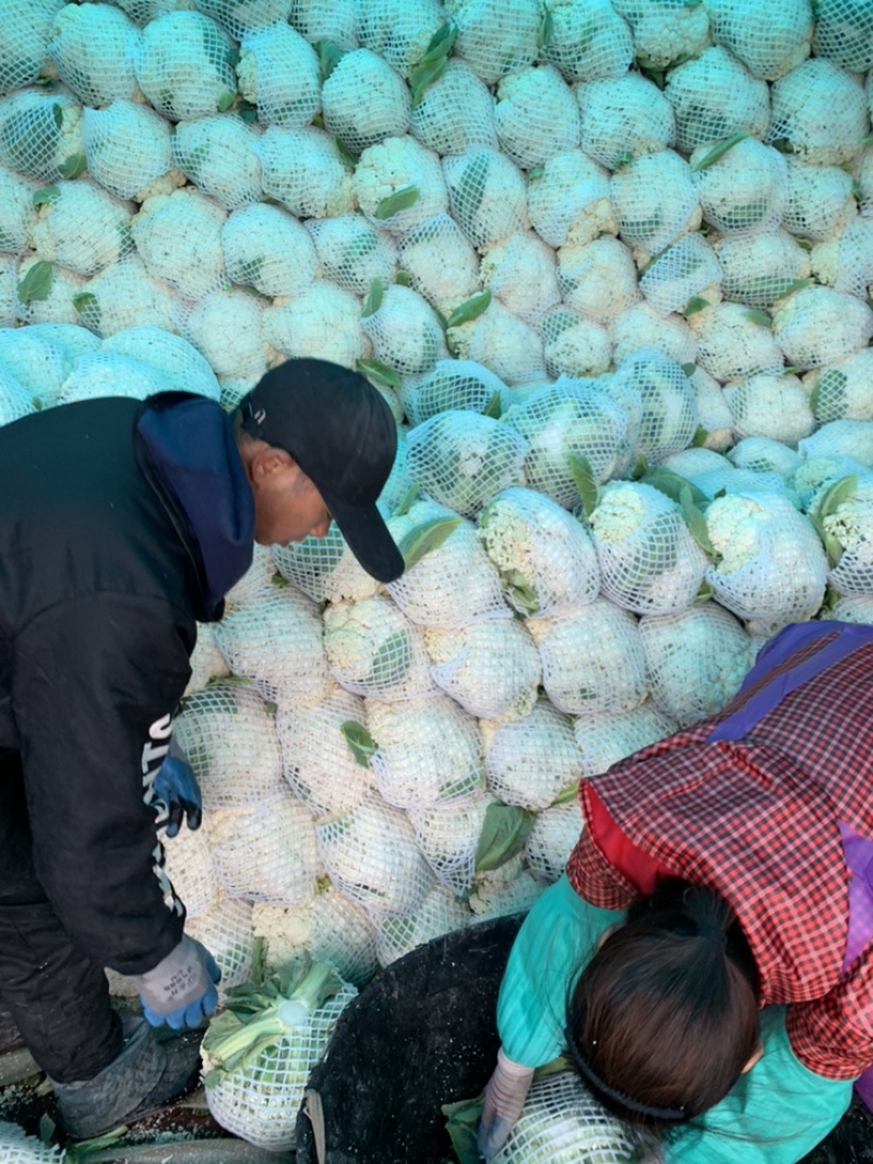 菜花瑞安市登明蔬菜专业合作社