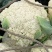 菜花瑞安市登明蔬菜专业合作社