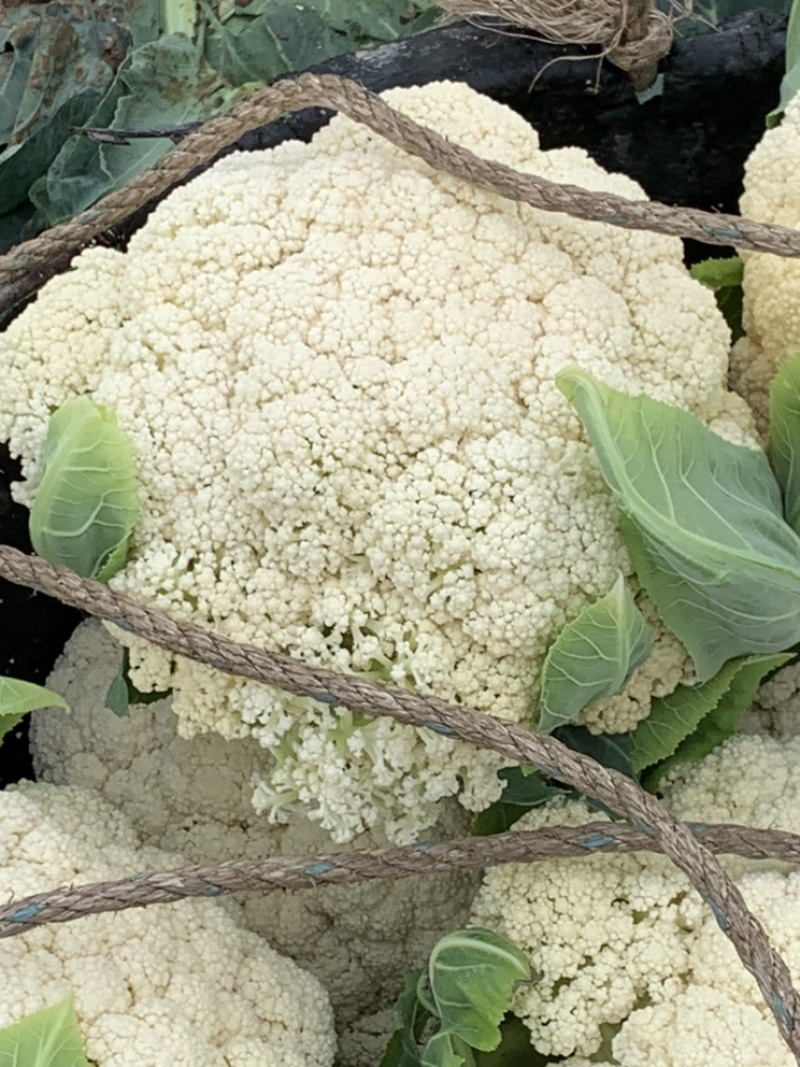 菜花瑞安市登明蔬菜专业合作社