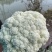 菜花瑞安市登明蔬菜专业合作社