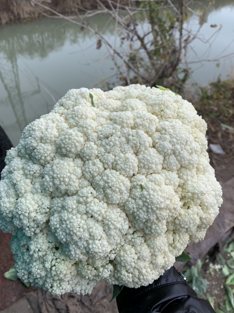 菜花瑞安市登明蔬菜专业合作社