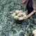 菜花瑞安市登明蔬菜专业合作社