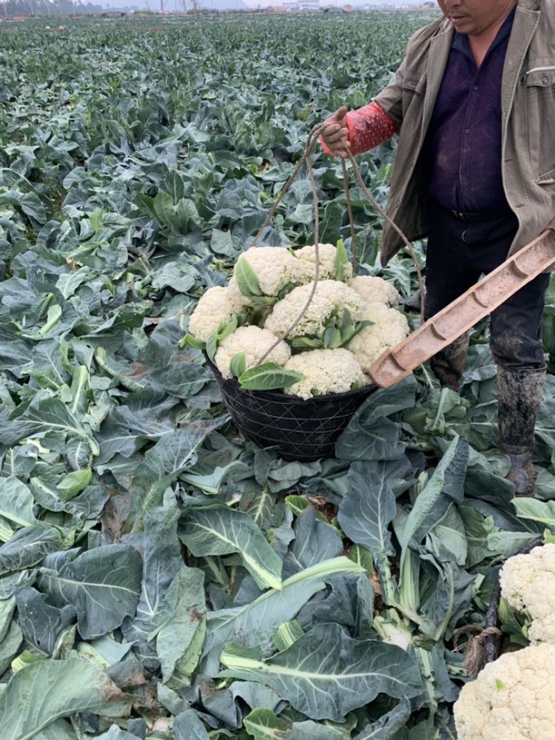 菜花瑞安市登明蔬菜专业合作社