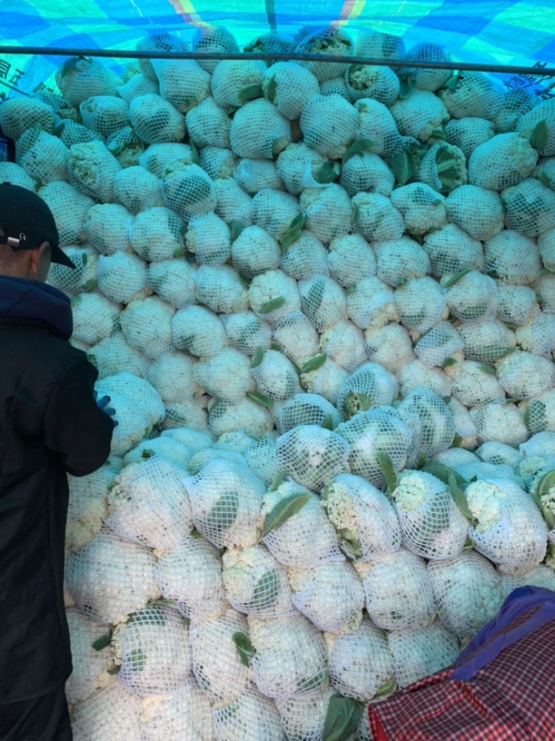 菜花瑞安市登明蔬菜专业合作社