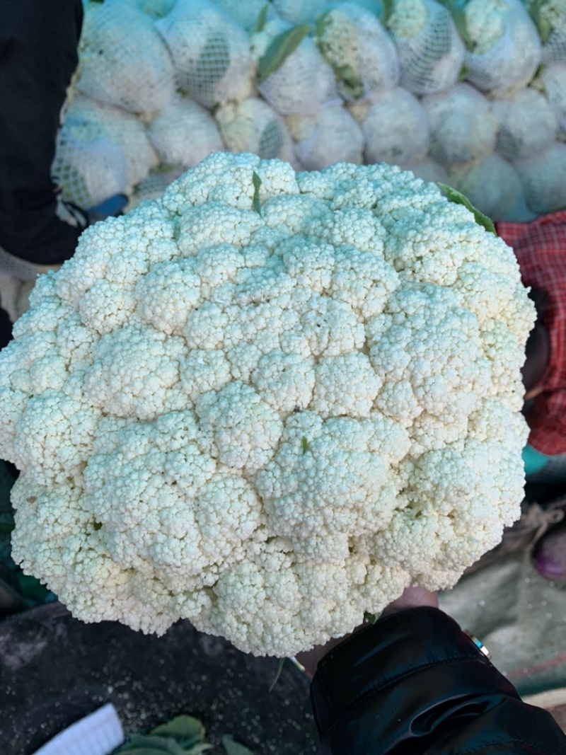 菜花瑞安市登明蔬菜专业合作社