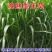 杂交王草种子多年生牧草种子牛羊猪鸡鹅兔鱼畜牧养殖草籽