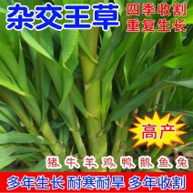 杂交王草种子多年生牧草种子牛羊猪鸡鹅兔鱼畜牧养殖草籽