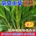 杂交王草种子多年生牧草种子牛羊猪鸡鹅兔鱼畜牧养殖草籽