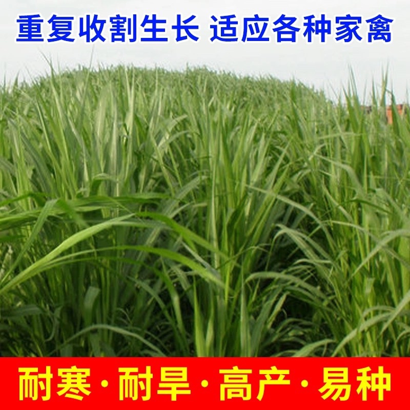 杂交王草种子多年生牧草种子牛羊猪鸡鹅兔鱼畜牧养殖草籽