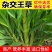杂交王草种子多年生牧草种子牛羊猪鸡鹅兔鱼畜牧养殖草籽