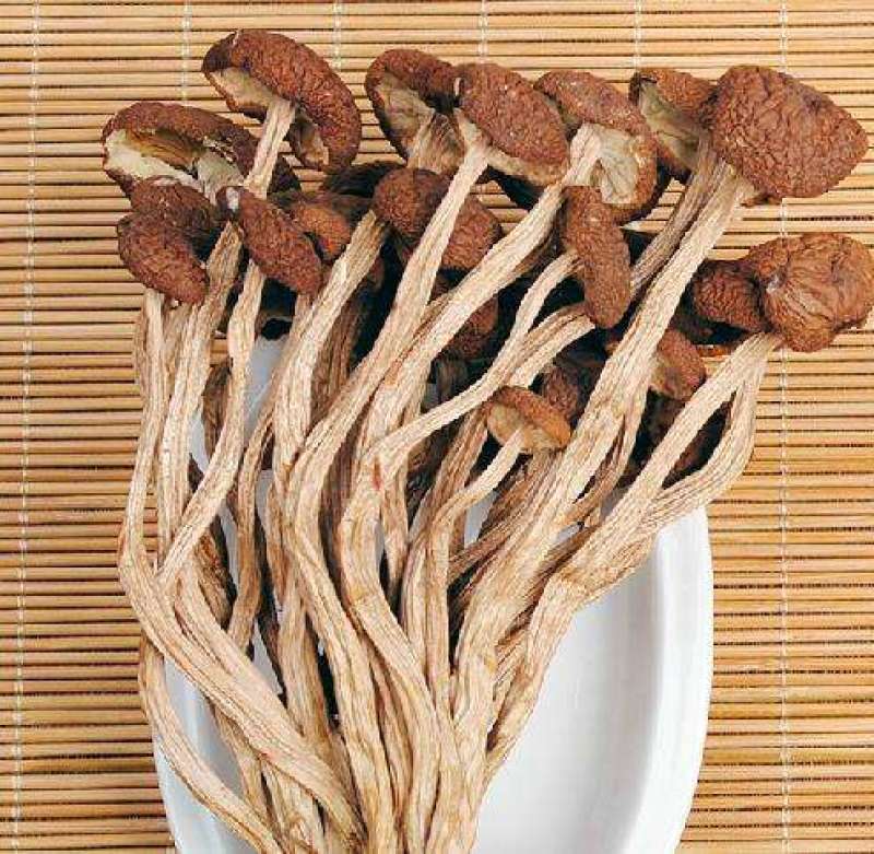 卢氏食用菌种植茶树菇