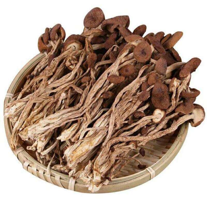 卢氏食用菌种植茶树菇