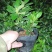 西洋杜鹃福建种植基地大量现货批发价格便宜
