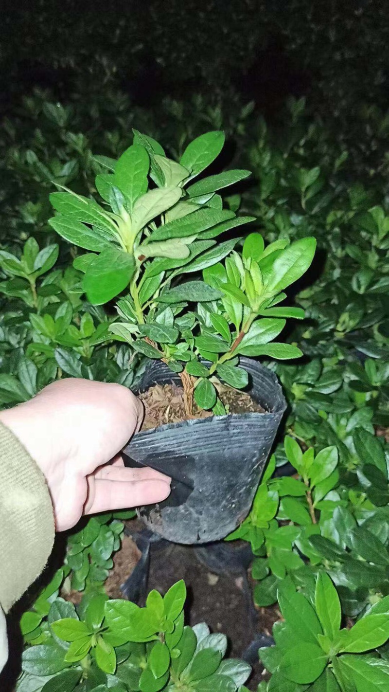 西洋杜鹃福建种植基地大量现货批发价格便宜