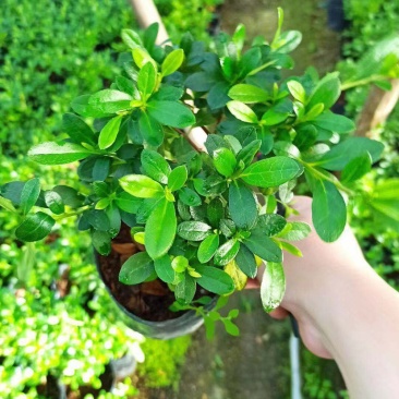 西洋杜鹃福建种植基地大量现货批发价格便宜