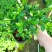 西洋杜鹃福建种植基地大量现货批发价格便宜