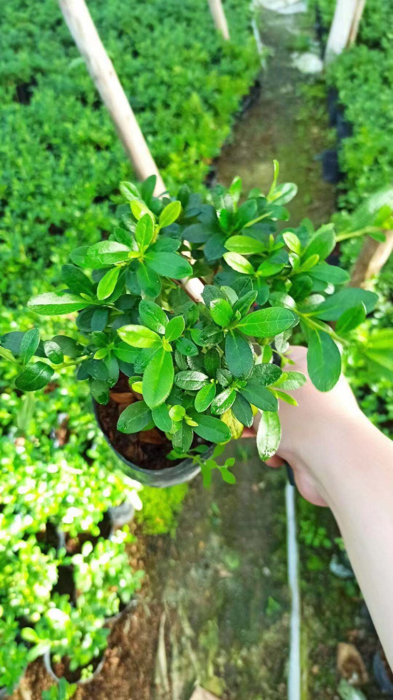西洋杜鹃福建种植基地大量现货批发价格便宜