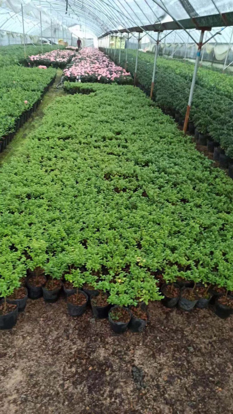 西洋杜鹃福建种植基地大量现货批发价格便宜