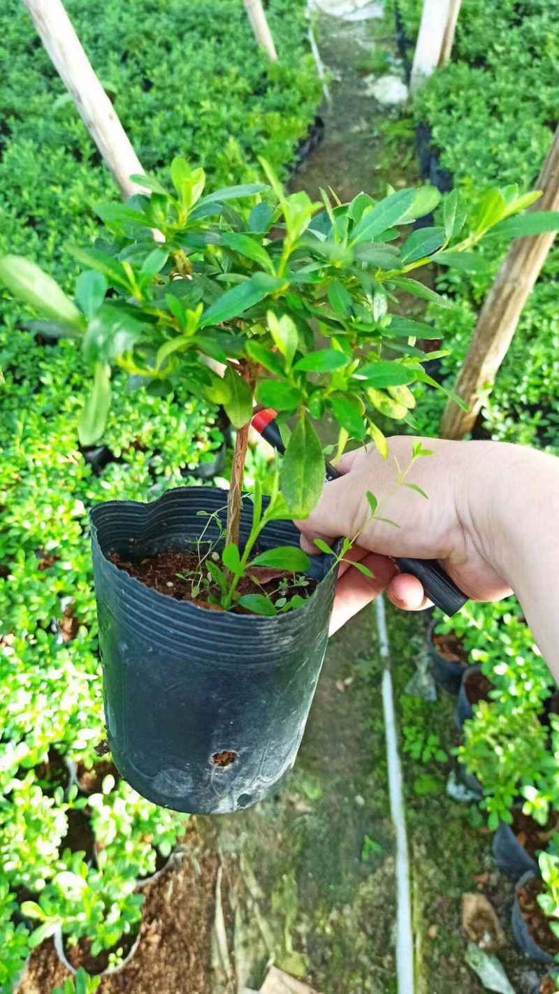 西洋杜鹃福建种植基地大量现货批发价格便宜