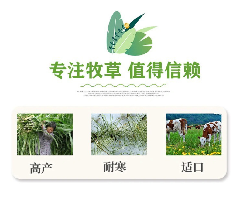 杂交王草种子多年生牧草种子牛羊猪鸡鹅兔鱼畜牧养殖草籽