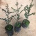 正宗包邮小叶紫檀树苗名贵盆栽植物室内老桩镇宅辟邪绿植微型
