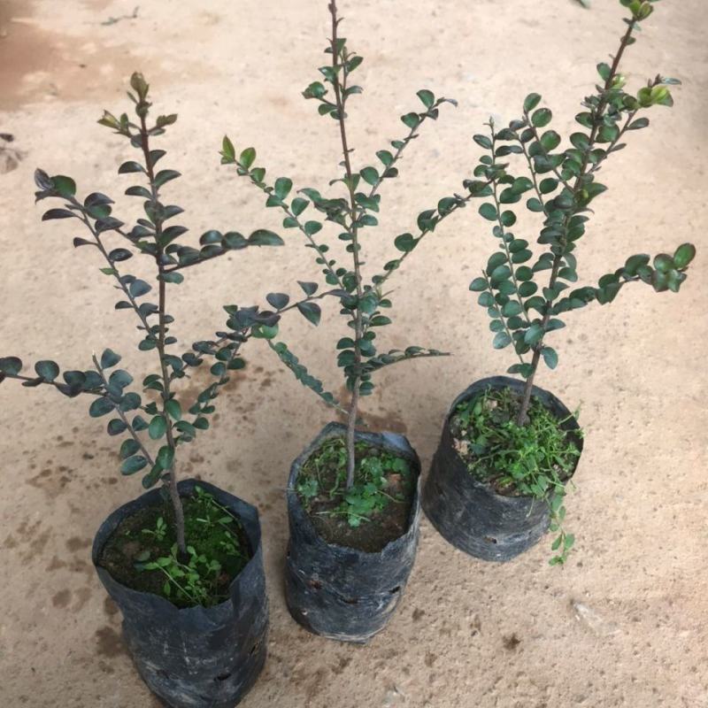 正宗包邮小叶紫檀树苗名贵盆栽植物室内老桩镇宅辟邪绿植微型