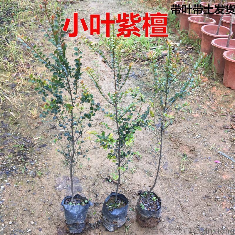 正宗包邮小叶紫檀树苗名贵盆栽植物室内老桩镇宅辟邪绿植微型