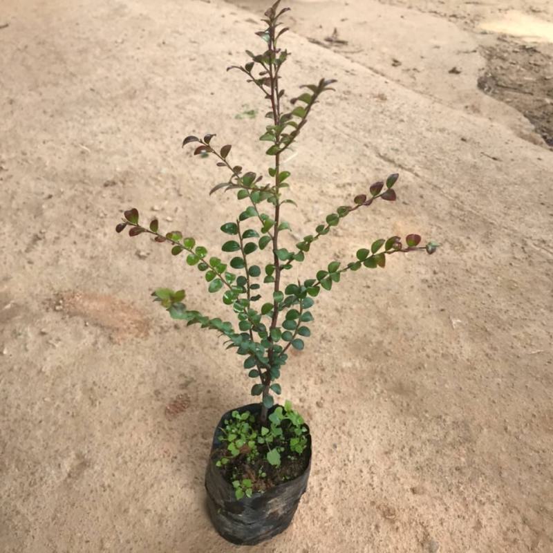 正宗包邮小叶紫檀树苗名贵盆栽植物室内老桩镇宅辟邪绿植微型