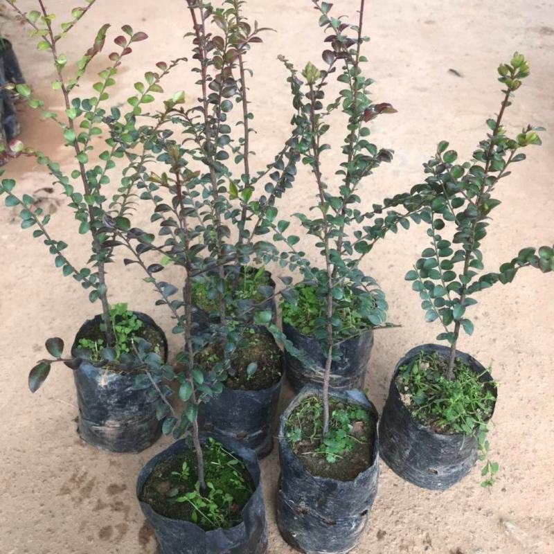 正宗包邮小叶紫檀树苗名贵盆栽植物室内老桩镇宅辟邪绿植微型