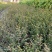 正宗包邮小叶紫檀树苗名贵盆栽植物室内老桩镇宅辟邪绿植微型