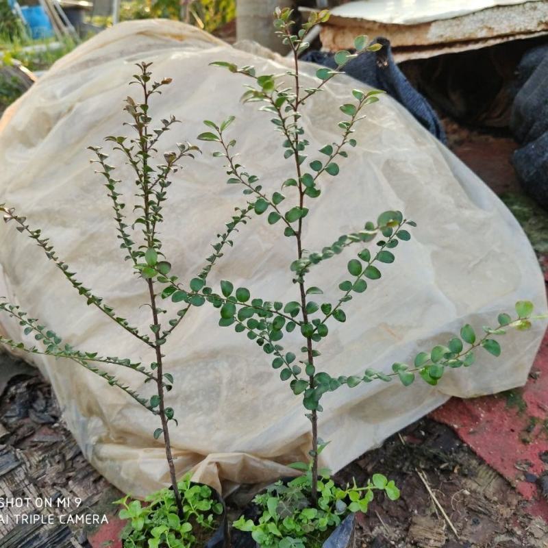 正宗包邮小叶紫檀树苗名贵盆栽植物室内老桩镇宅辟邪绿植微型