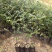 正宗包邮小叶紫檀树苗名贵盆栽植物室内老桩镇宅辟邪绿植微型