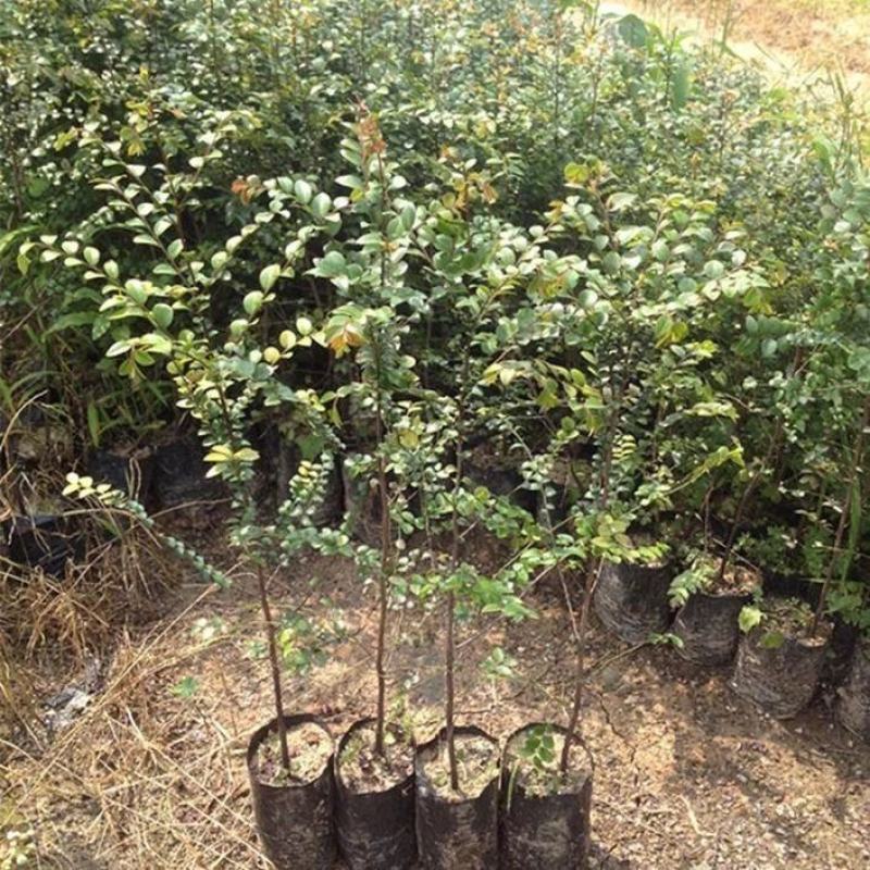 正宗包邮小叶紫檀树苗名贵盆栽植物室内老桩镇宅辟邪绿植微型