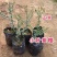 正宗包邮小叶紫檀树苗名贵盆栽植物室内老桩镇宅辟邪绿植微型