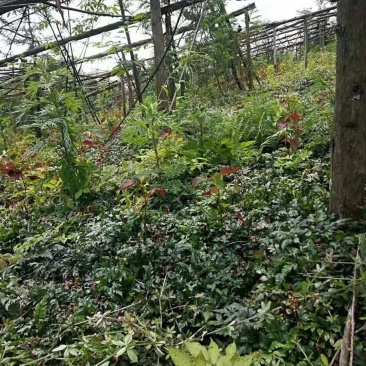 供应黄连种苗，鸡爪连黄连苗子黄连种苗华中药库基地直供黄连