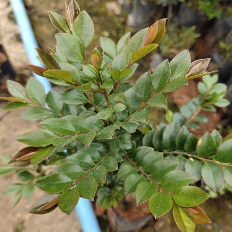台湾黑骨茶苗紫檀盆栽树苗造型庭院阳台盆景植物绿化客厅