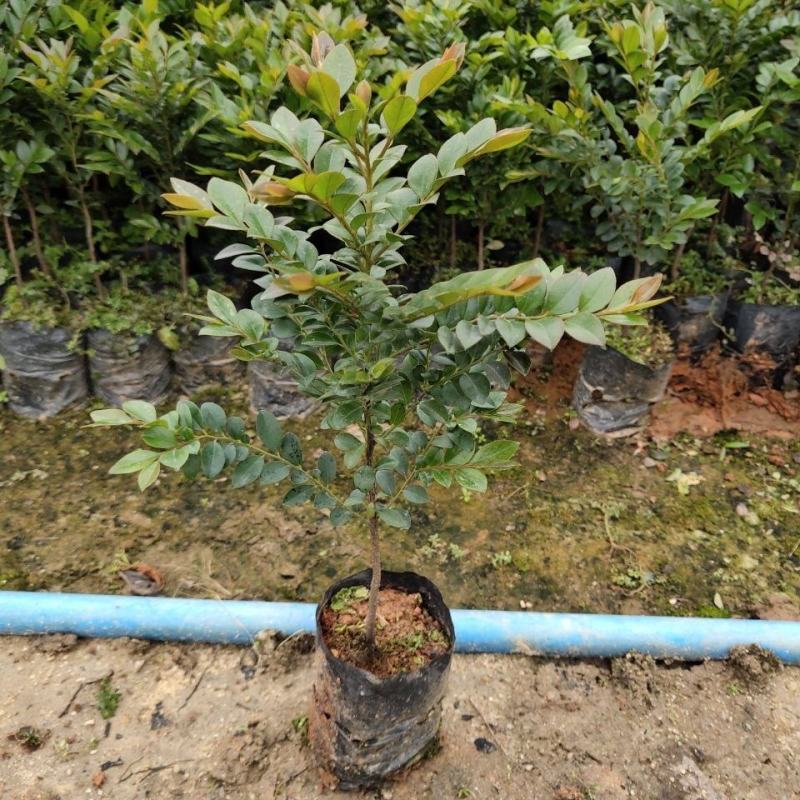 台湾黑骨茶苗紫檀盆栽树苗造型庭院阳台盆景植物绿化客厅