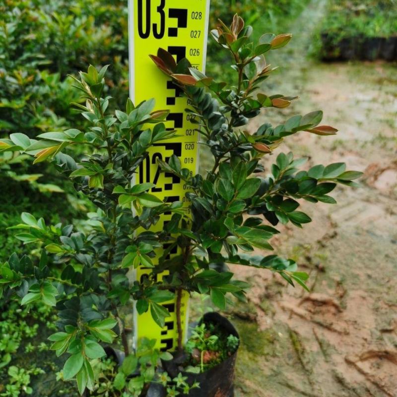 台湾黑骨茶苗紫檀盆栽树苗造型庭院阳台盆景植物绿化客厅