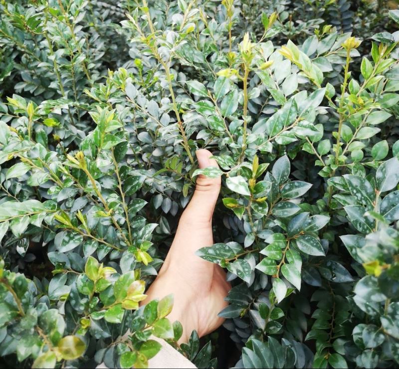 台湾黑骨茶苗紫檀盆栽树苗造型庭院阳台盆景植物绿化客厅