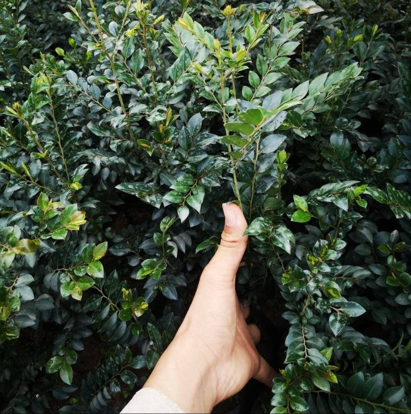 台湾黑骨茶苗紫檀盆栽树苗造型庭院阳台盆景植物绿化客厅