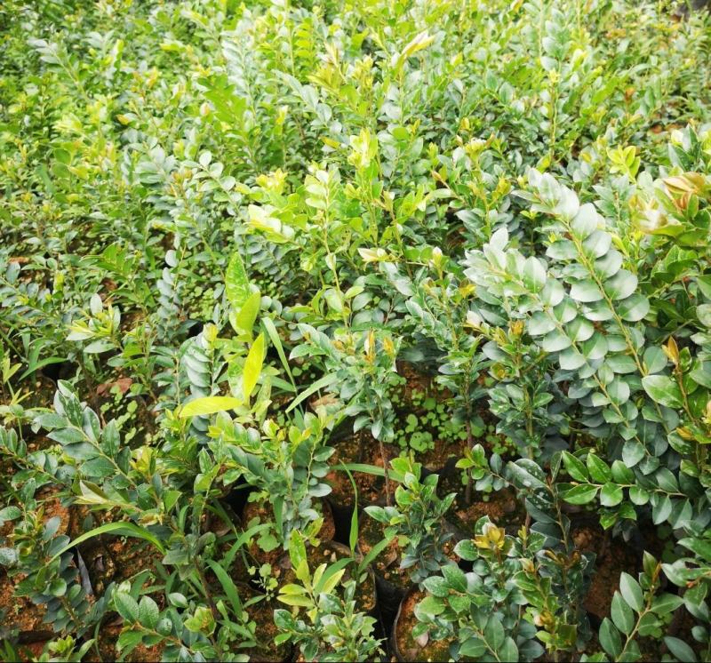 台湾黑骨茶苗紫檀盆栽树苗造型庭院阳台盆景植物绿化客厅