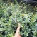 台湾黑骨茶苗紫檀盆栽树苗造型庭院阳台盆景植物绿化客厅
