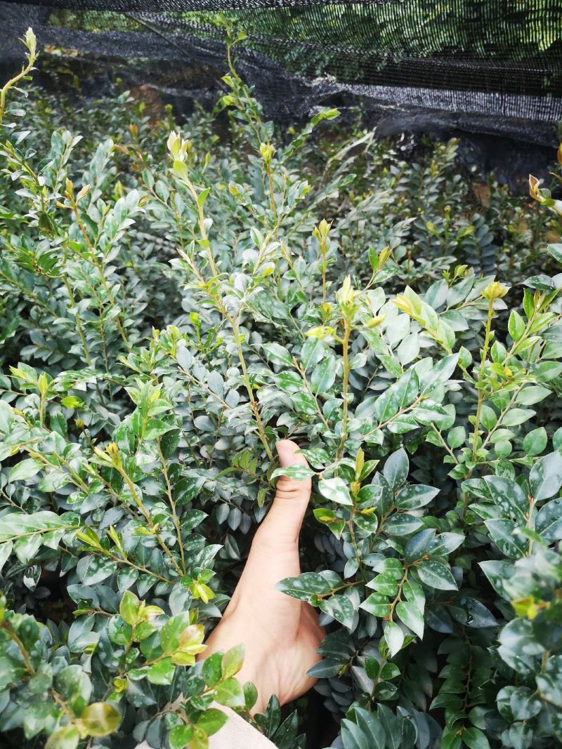 台湾黑骨茶苗紫檀盆栽树苗造型庭院阳台盆景植物绿化客厅