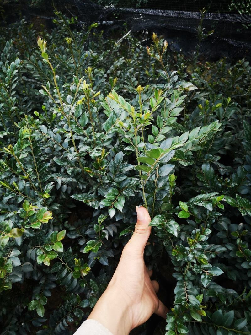 台湾黑骨茶苗紫檀盆栽树苗造型庭院阳台盆景植物绿化客厅