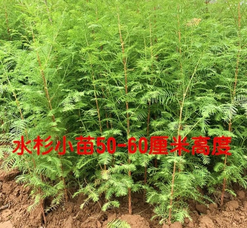 水杉树苗耐旱耐淹是一种非常奇特树木《长势粗度快》